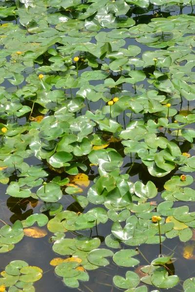 DSC_3353 (Large).JPG